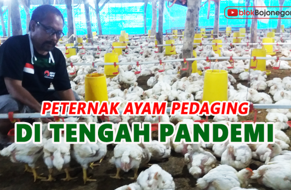 Ternak ayam pedaging di Sindang Beliti Ilir, Rejang Lebong