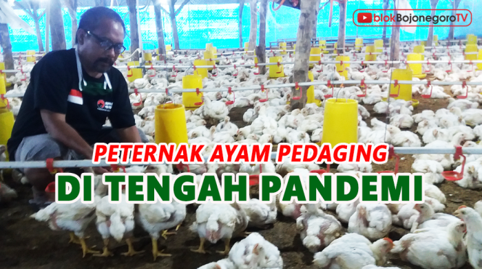 Ternak ayam pedaging di Sindang Beliti Ilir, Rejang Lebong
