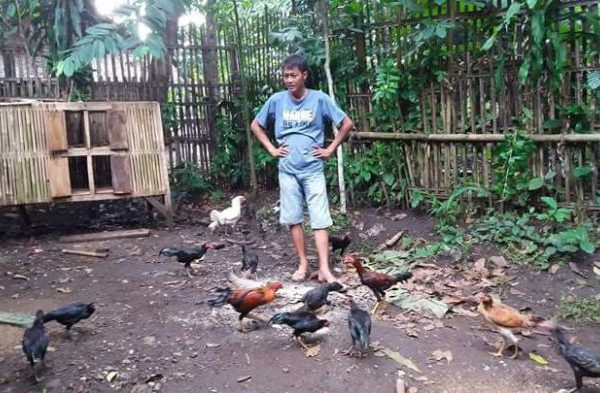 Budidaya ternak ayam di Gubug, Grobogan