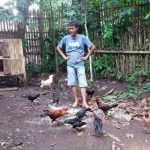 Budidaya ternak ayam di Kledung, Temanggung