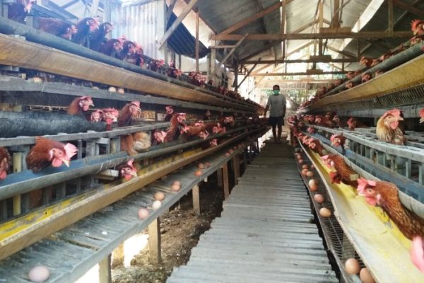 Ternak ayam petelur di Benuki, Kab. Mamberamo Raya