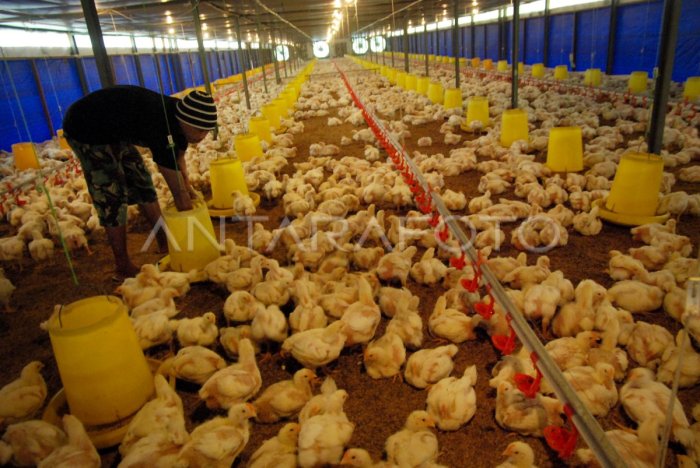 Ayam ternak di Rao Selatan, Kabupaten Pasaman