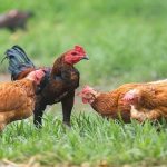 Ketahui Kelebihan dan Kekurangan dari Ternak Ayam Kampung - Ajaib