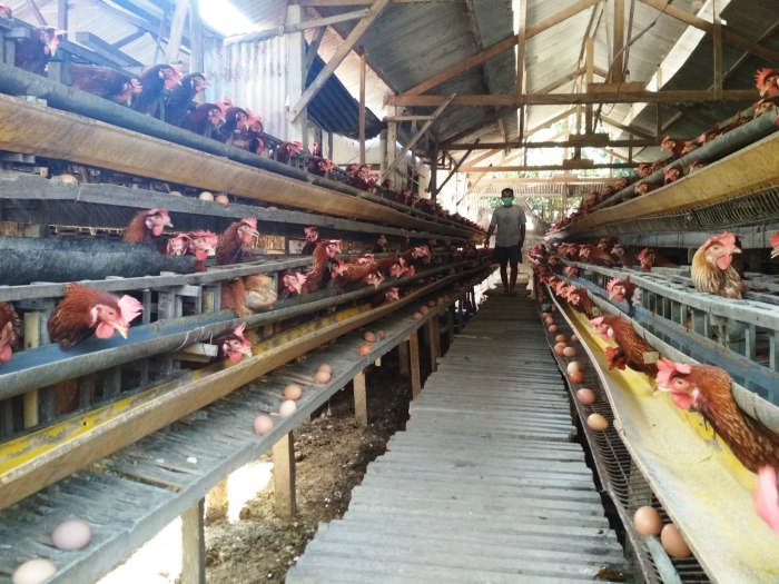 10 Cara Sukses Ternak Ayam Petelur dari Awal Sampai Panen - HOBI TERNAK 10 Cara Sukses Ternak Ayam Petelur dari Awal Sampai Panen - HOBI TERNAK