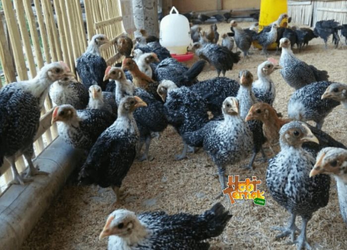 Update Kandang Kastari dan Elba Si Ayam kampung petelur super - YouTube Update Kandang Kastari dan Elba Si Ayam kampung petelur super - YouTube