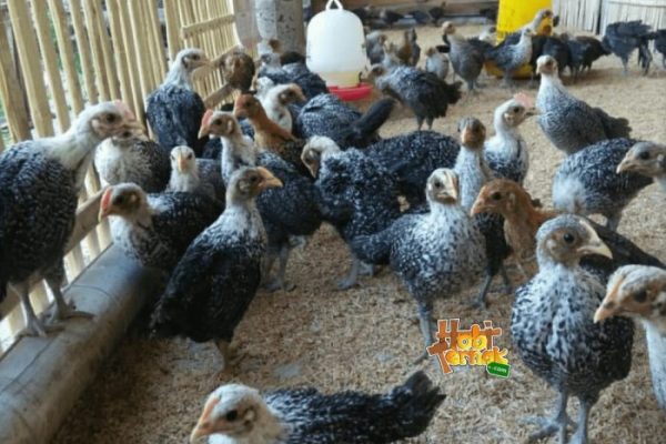 Ternak ayam petelur di Kebun Tebu, Lampung Barat