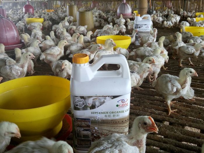 Untung Ganda Beternak Ayam Pedaging di Kebun Sawit Ternak ayam pedaging di Pondok Suguh, Muko Muko