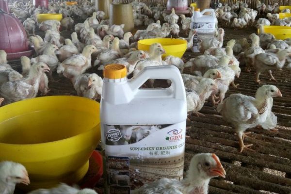 Peluang Usaha Ternak Ayam Broiler - Suplemen dan Pupuk Organik Cair Terbaik