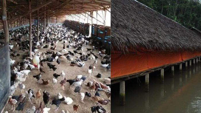 PERSIAPAN MASA PENSIUN (TERNAK AYAM KAMPUNG DAN BUDIDAYA TAMBAK IKAN) Ternak ayam kampung di Takisung, Tanah Laut