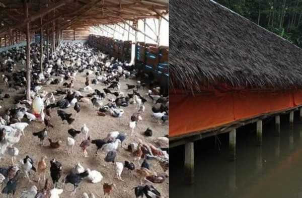 PERSIAPAN MASA PENSIUN (TERNAK AYAM KAMPUNG DAN BUDIDAYA TAMBAK IKAN)