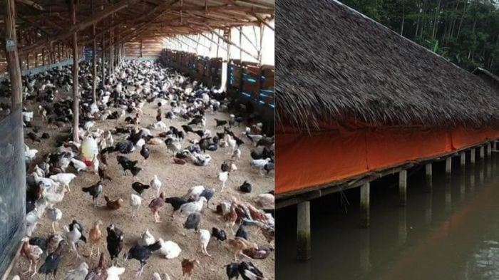 PERSIAPAN MASA PENSIUN (TERNAK AYAM KAMPUNG DAN BUDIDAYA TAMBAK IKAN) PERSIAPAN MASA PENSIUN (TERNAK AYAM KAMPUNG DAN BUDIDAYA TAMBAK IKAN)