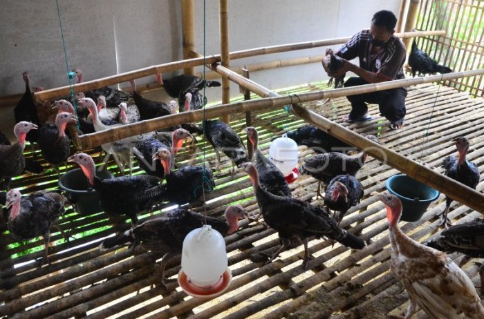 Manuju Jadi Kecamatan Pengembangan Ternak Ayam Petelur dan Boiler ... Budidaya ternak ayam di Wonokerto, Pekalongan