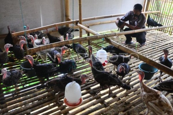 Budidaya ternak ayam di Kebonarum, Klaten