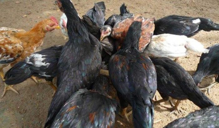 Usaha dan Cara Budidaya Ayam Kampung Unggul!!! - YouTube Usaha dan Cara Budidaya Ayam Kampung Unggul!!! - YouTube