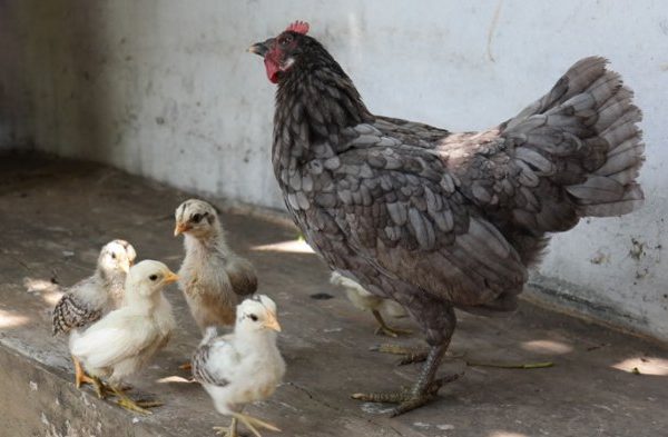 Ternak ayam kampung di Candi Laras Selatan, Tapin