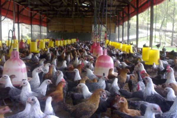 Peternakan ayam kampung di Bonorowo, Kebumen