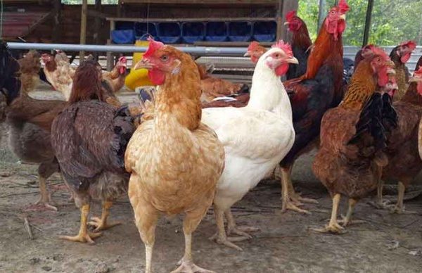 Ayam ternak di Sumber, Rembang