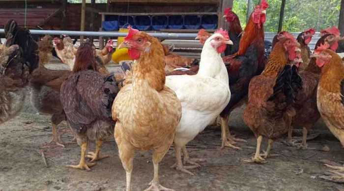 Anjlok! Begini Strategi Bapanas Dongkrak Harga Ayam Ras