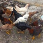 Tips Sukses Beternak Ayam Kampung dari Pakar UGM - Regional Liputan6.com