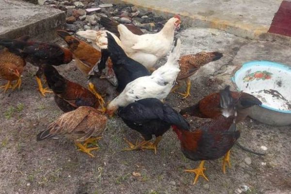 TERNAK AYAM KAMPUNG, SIAPAPUN PASTI BERHASIL..!!! - YouTube