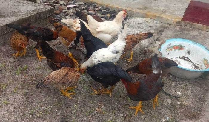 Cara Ternak Ayam Kampung Untuk Pemula, Modal Minim Untung Besar Ternak Ayam Kampung Pemula di Ketapang, Lampung Selatan