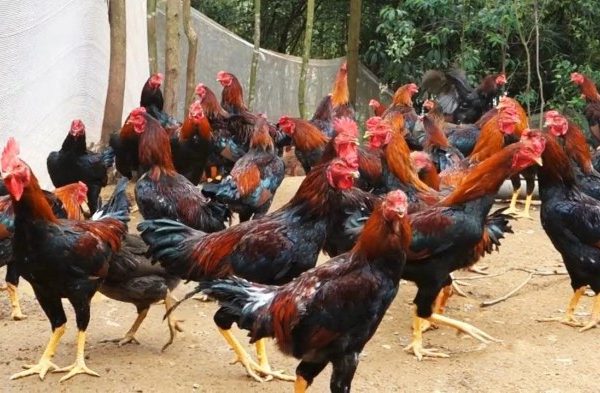 Ternak ayam kampung di Simpur, Hulu Sungai Selatan
