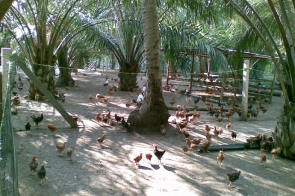 Cara Sukses Ternak Ayam Kampung yang Baik dan Benar