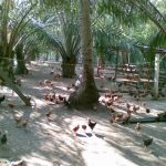 Tips Ternak Ayam Kampung Super untuk peternak pemula