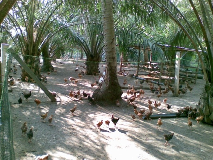 Ternak ayam kampung di Liang Anggang, Kota Banjarbaru