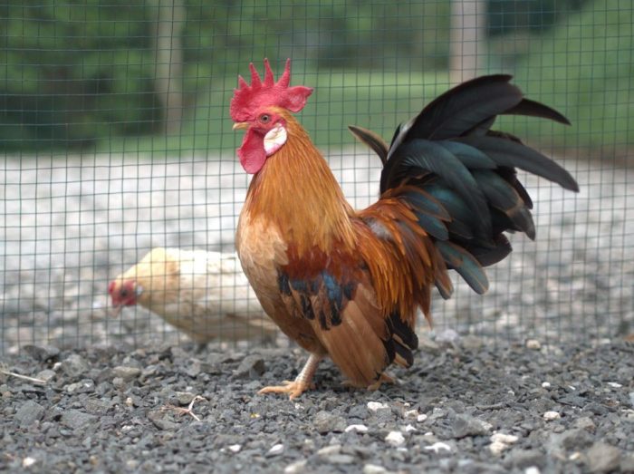 Ayam ternak di Karangdowo, Klaten