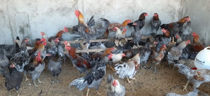 Perumda VNS buka kemitraan sektor ternak ayam petelur dan jagung ... Ayam ternak di Kunduran, Blora