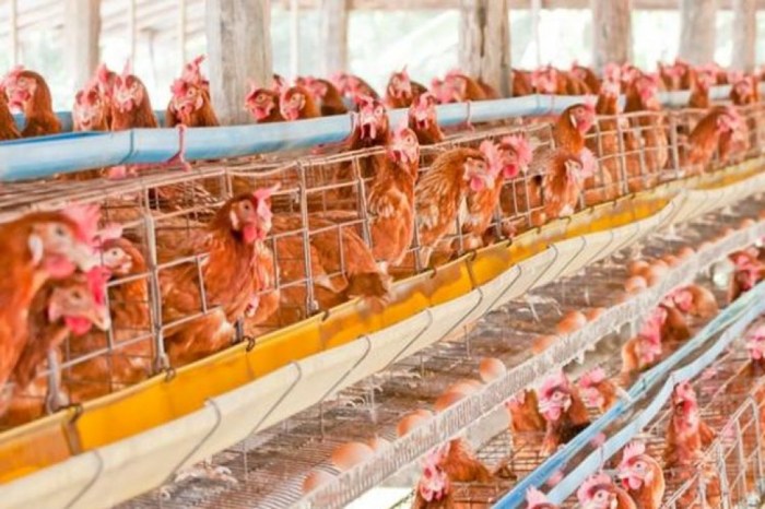 Peternakan ayam di tangerang Peternakan ayam di tangerang