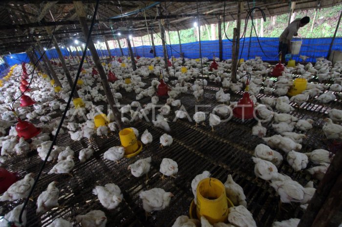 TERNAK AYAM PEDAGING | ANTARA Foto Budidaya ternak ayam di Bodeh, Pemalang