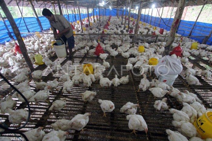 TERNAK AYAM PEDAGING | ANTARA Foto Ternak ayam pedaging di Merigi Sakti, Bengkulu Tengah