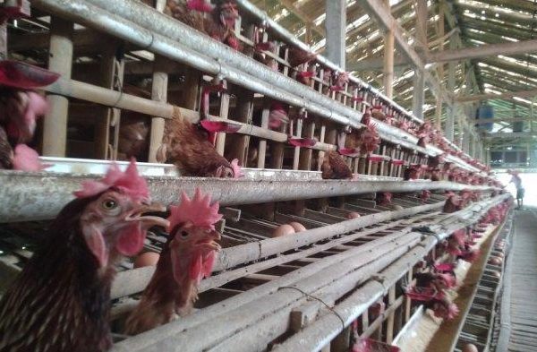 Jelang Lebaran Peternak Ayam Petelur Kudus Menjerit: Harga Telur ...