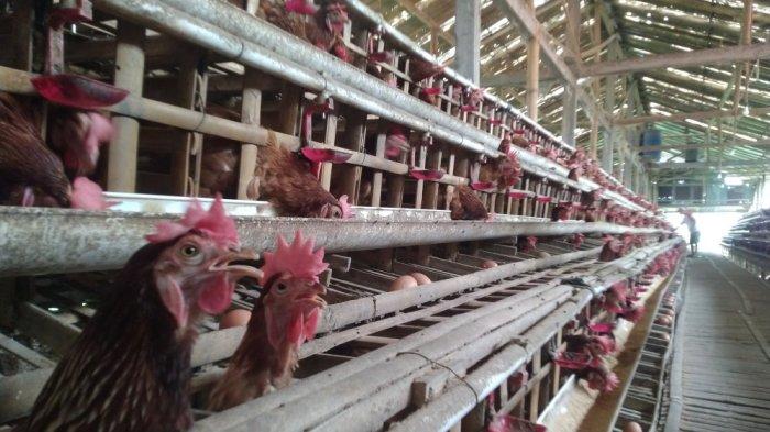 Peternakan Ayam Kampung Petelur di Bogor - Vlix.id Peternakan Ayam Kampung Petelur di Bogor - Vlix.id