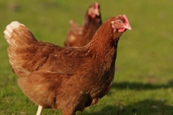 Ternak ayam petelur di Ambatkwi, Kab. Boven Digoel