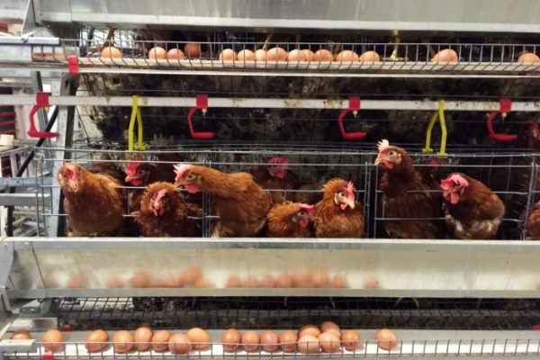 Ternak ayam petelur di Mego, Sikka