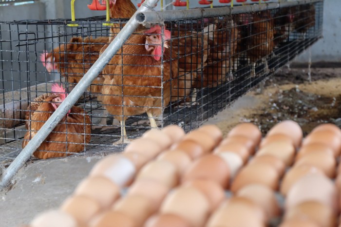 Populasi Ayam Petelur Di Jatim 52,9 Juta ekor, 28 Persen Dari Populasi ... Populasi Ayam Petelur Di Jatim 52,9 Juta ekor, 28 Persen Dari Populasi ...