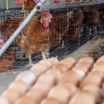 Ternak ayam petelur di Bumi Raya, Morowali