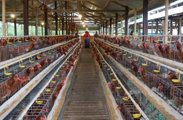 Ternak ayam petelur di Lalonggasumeeto, Konawe