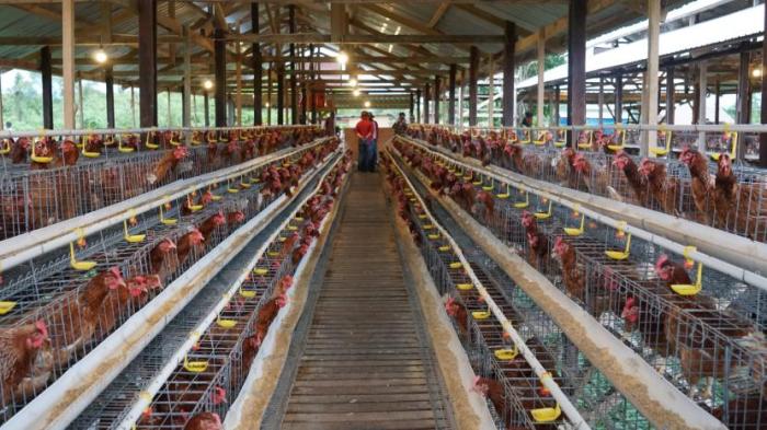 Ternak ayam petelur di Singkawang Tengah, Kota Singkawang