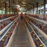 Ternak ayam petelur di Ponrang, Luwu