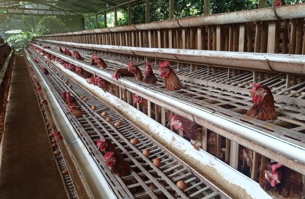 9 Perusahaan Besar Telah Serap 291 Ribu Ekor Ayam Peternak - Pertanian ...