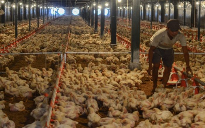 Anjlok! Begini Strategi Bapanas Dongkrak Harga Ayam Ras Anjlok! Begini Strategi Bapanas Dongkrak Harga Ayam Ras