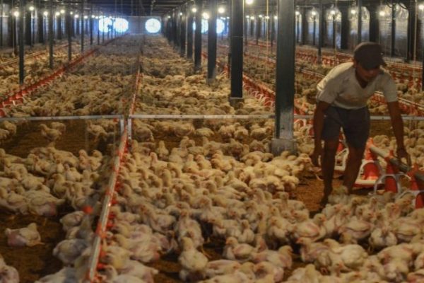 Ayam ternak di Timpeh, Kabupaten Dharmasraya