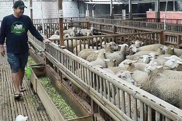 Ayam ternak di Musuk, Boyolali