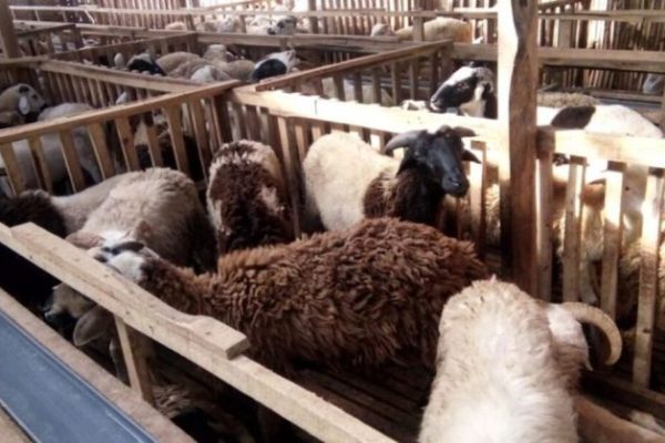 Budidaya ternak ayam di Pagedongan, Banjarnegara