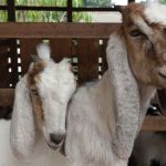 PETERNAKAN KAMBING – Metri Farm's
