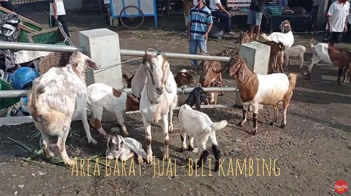 Daging kambing di Jatinegara, Tegal